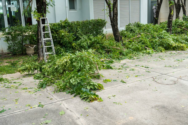 How Our Tree Care Process Works  in  Drumright, OK